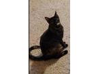 Adopt Piper a Tortoiseshell American Shorthair / Mixed (short coat) cat in