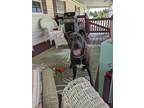 Adopt Gracie a Brown/Chocolate Staffordshire Bull Terrier / Labrador Retriever /