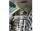 Adopt henry flynn a Tricolor (Tan/Brown & Black & White) American Pit Bull