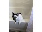 Adopt Davey a Black & White or Tuxedo British Shorthair / Mixed (medium coat)