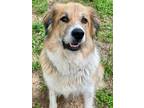 Adopt Riviera a Red/Golden/Orange/Chestnut - with White Great Pyrenees / Mixed
