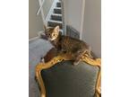 Adopt Tiffany a Brown Tabby Domestic Shorthair (short coat) cat in Garden City