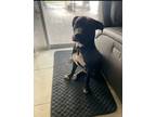 Adopt Pluto a Black - with White Pitsky / Labrador Retriever / Mixed dog in Port
