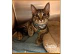 Adopt JAZZY a Gray, Blue or Silver Tabby Domestic Shorthair (short coat) cat in