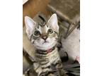 Adopt Tessa a Brown Tabby Domestic Shorthair (short coat) cat in Garden City