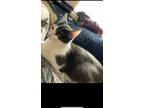 Adopt Sloan a Gray or Blue (Mostly) Domestic Mediumhair / Mixed (medium coat)