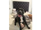 Adopt Tee a Black Staffordshire Bull Terrier / American Pit Bull Terrier / Mixed