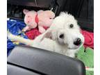 Adopt Mollie Mae a White Great Pyrenees / Mixed dog in Tulsa, OK (41495432)