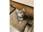 Adopt Tuck a Brown Tabby Domestic Shorthair (short coat) cat in Garden City