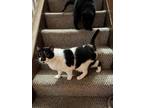 Adopt Oreo a Black & White or Tuxedo Domestic Mediumhair / Mixed (medium coat)