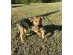 Adopt Bristol a Brown/Chocolate - with Black Shepherd (Unknown Type) / Redbone