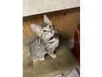 Adopt Tiger a Brown Tabby Domestic Shorthair (short coat) cat in Garden City