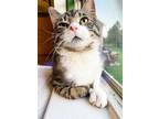 Adopt Wilbur a Brown Tabby Domestic Shorthair (short coat) cat in Sterling