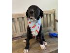 Adopt Nico (Mall of NH) a Black - with White Labrador Retriever / Great Dane /