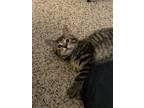 Adopt Tim a Brown Tabby Domestic Shorthair (short coat) cat in Garden City