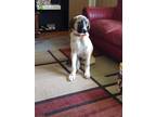 Adopt Marty a Tricolor (Tan/Brown & Black & White) Anatolian Shepherd / Mixed