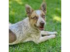 Adopt Roja a Merle Australian Cattle Dog / Mixed dog in Prior Lake