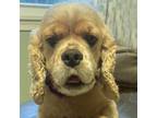 Adopt Keelan a Cocker Spaniel / Mixed dog in Newington, VA (41495382)