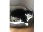 Adopt Molly a Black & White or Tuxedo American Shorthair / Mixed (short coat)