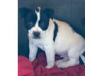 Adopt Hey Dude a American Pit Bull Terrier / Mixed dog in Brownwood