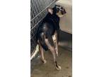 Adopt Scrunchie a American Pit Bull Terrier / Shepherd (Unknown Type) / Mixed