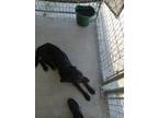 Adopt Little man a Labrador Retriever / Mixed Breed (Medium) / Mixed dog in