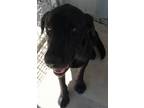 Adopt Mighty Mouse a Labrador Retriever / Mixed Breed (Medium) / Mixed dog in