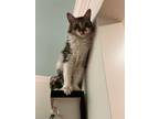 Adopt Avril a Domestic Longhair / Mixed (short coat) cat in Augusta