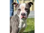 Adopt Piper a Terrier (Unknown Type, Small) / Mixed dog in Jackson