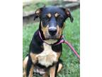 Adopt Jolie a Black - with Brown, Red, Golden, Orange or Chestnut Labrador