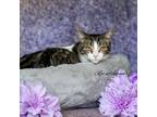 Adopt Biscuits a Domestic Shorthair / Mixed (short coat) cat in Newberg