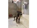 Adopt Stewart a American Pit Bull Terrier / Mixed dog in Forsyth, GA (41489514)