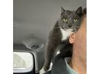 Adopt Annabelle a Gray or Blue (Mostly) Domestic Shorthair / Mixed (short coat)