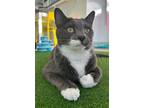 Adopt Oliver a Domestic Shorthair / Mixed (short coat) cat in Fort Myers
