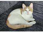 Adopt Derek a Orange or Red Tabby Domestic Shorthair cat in Alma, WI (41494257)