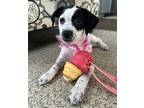 Adopt Paisley a White - with Black Labrador Retriever / Australian Cattle Dog /
