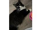 Adopt Diamond a Black & White or Tuxedo Domestic Longhair / Mixed (long coat)