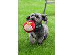 Adopt Shadow Bounce a Black - with Gray or Silver Poodle (Toy or Tea Cup) dog in