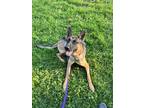 Adopt Sadie a Tan/Yellow/Fawn - with Black German Shepherd Dog / Mixed dog in