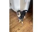 Adopt Bentley a Black Great Pyrenees / Australian Shepherd dog in Springdale