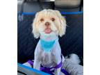 Adopt Archie a White Shih Tzu / Lhasa Apso dog in Phoenix, AZ (41485195)