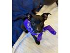 Adopt Brandy a Black - with White Pit Bull Terrier / Shepherd (Unknown Type) dog