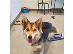 Adopt Tootie a Corgi / Sheltie, Shetland Sheepdog dog in Earleville