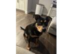 Adopt Thor a Black - with Tan, Yellow or Fawn Labrador Retriever / Rottweiler /