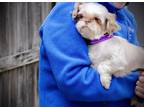 Adopt Minnie a Tricolor (Tan/Brown & Black & White) Shih Tzu / Mixed dog in East