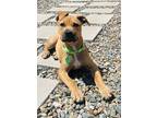 Adopt Sublime a Labrador Retriever / Boxer dog in San Diego, CA (41485043)