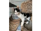Adopt Turk JN (Taylors Petsmart Adoption Center) a Domestic Shorthair / Mixed