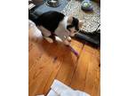 Adopt Azure JN (Taylors Petsmart Adoption Center) a Domestic Shorthair / Mixed
