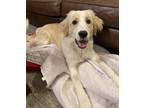 Adopt Luke Skywalker a Red/Golden/Orange/Chestnut - with White Great Pyrenees /