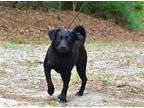 Adopt Bryce a Black Pug / Labrador Retriever / Mixed dog in Willingboro